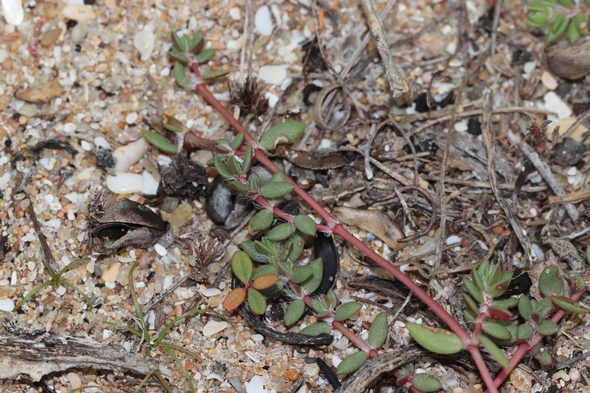 Portulaca quadrifida L.